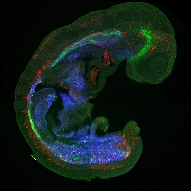 Mouse Embryo Immunofluorescent IDR