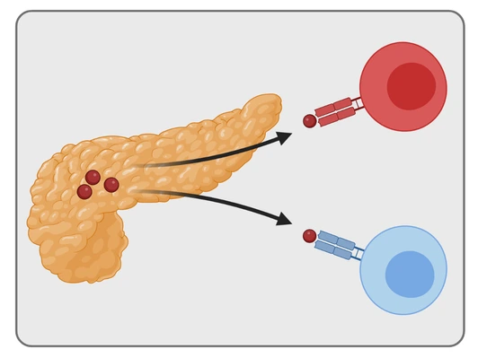 Autoantigen-specific T cell and Treg responses