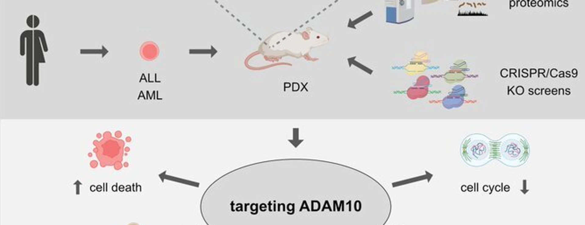 Graphical Abstract ADAM10 CRISPR