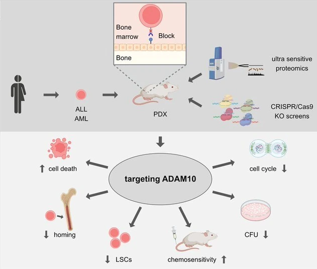 Graphical Abstract ADAM10 CRISPR