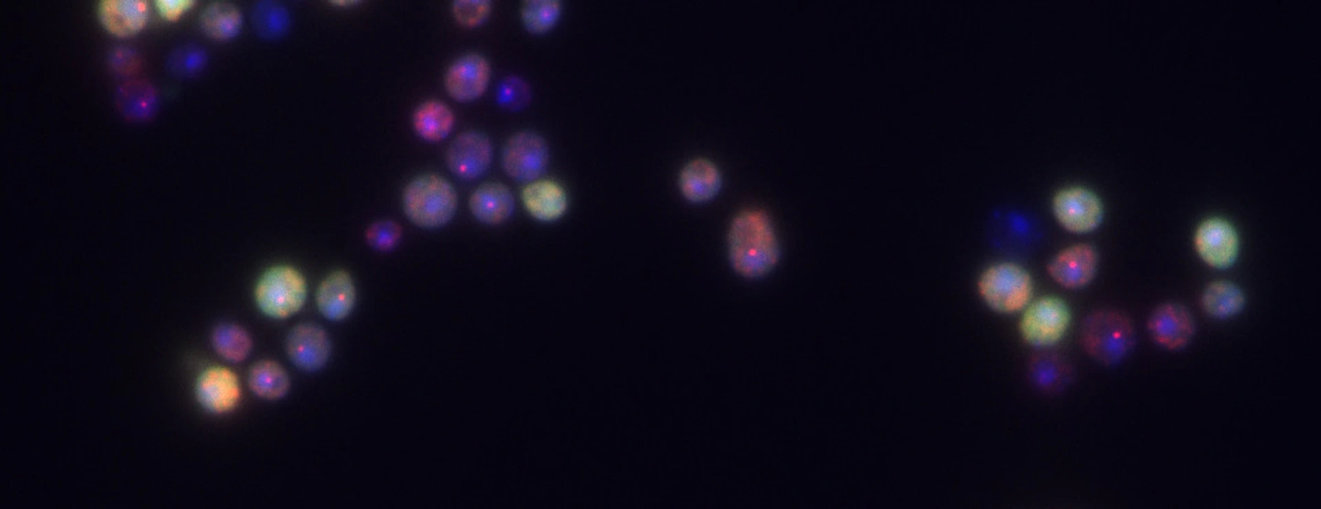 Schneider_Lab_Pic_Marlet