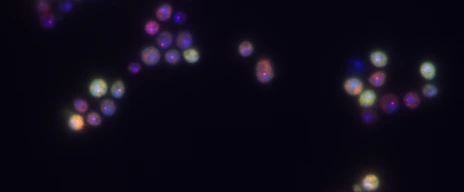 Schneider_Lab_Pic_Marlet