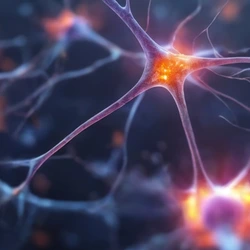 Neuronen Nervenzellen