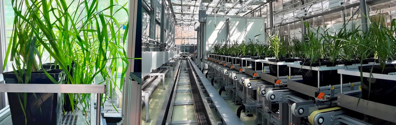 Understanding the interrelation between biotic and abiotic stress responses and plant health and productivity on a molecular level will help devising strategies how genetic resources and beneficial microbes/fungi can be used to mitigate adverse effects of pollution, nutrient deprivation and climate stress.