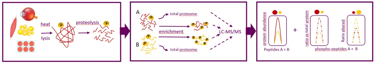 Phospho proteomics