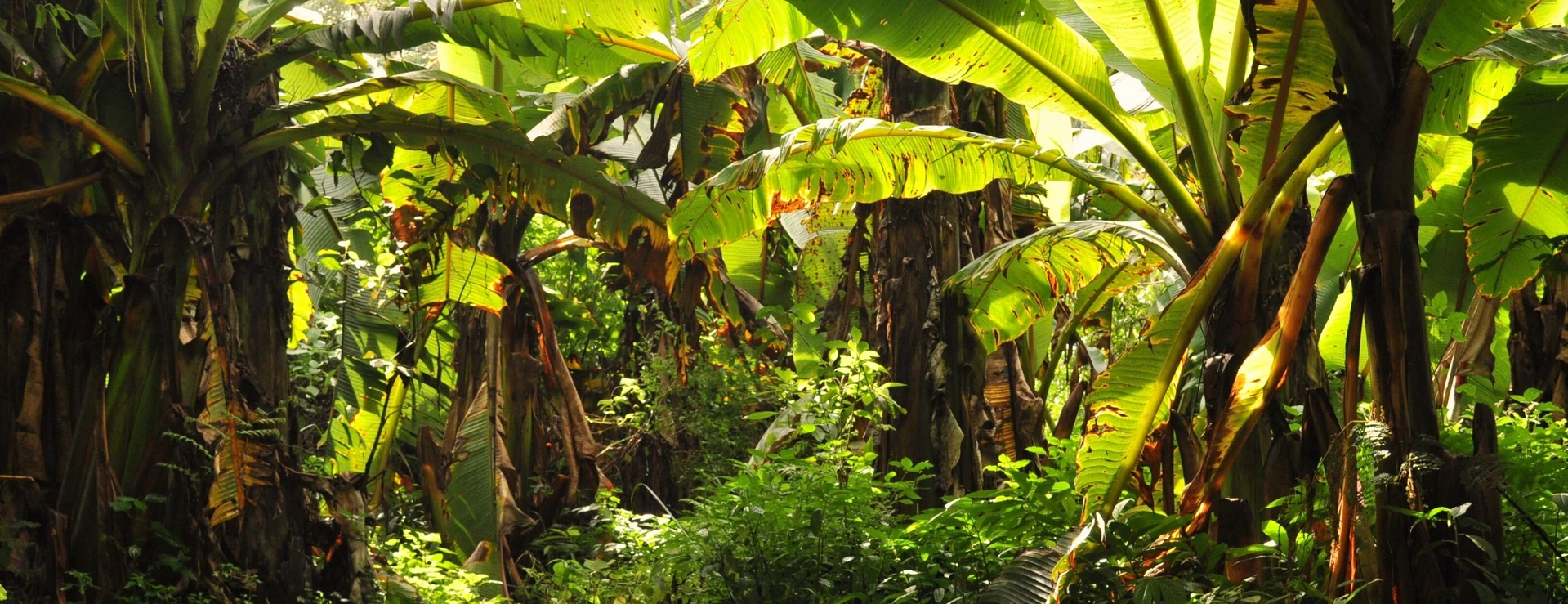 Picture1_Geldmacher_Rainforest_Tanzania