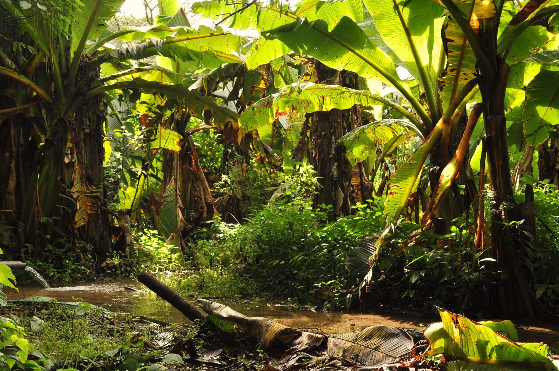 UGH, Rainforest, Christof Geldmacher