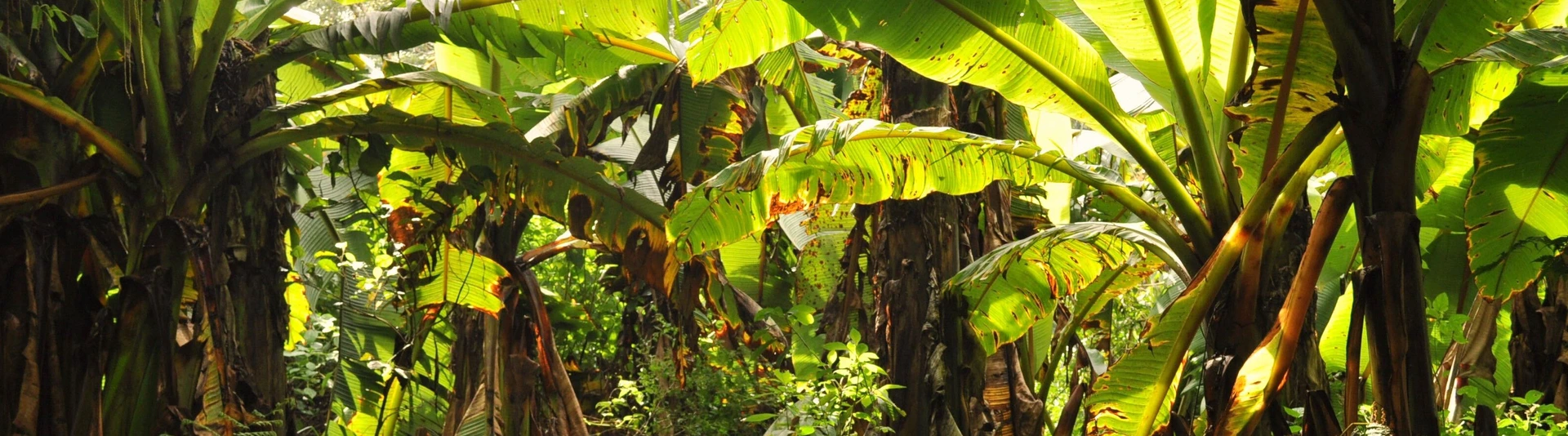 Picture1_Geldmacher_Rainforest_Tanzania