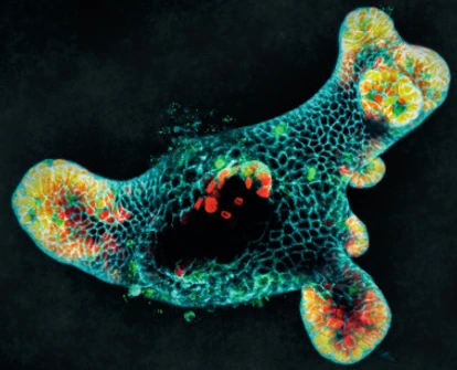 IDR_Cover_Nature Cell Biology