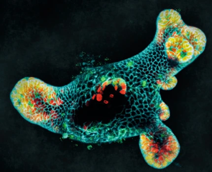 IDR_Cover_Nature Cell Biology