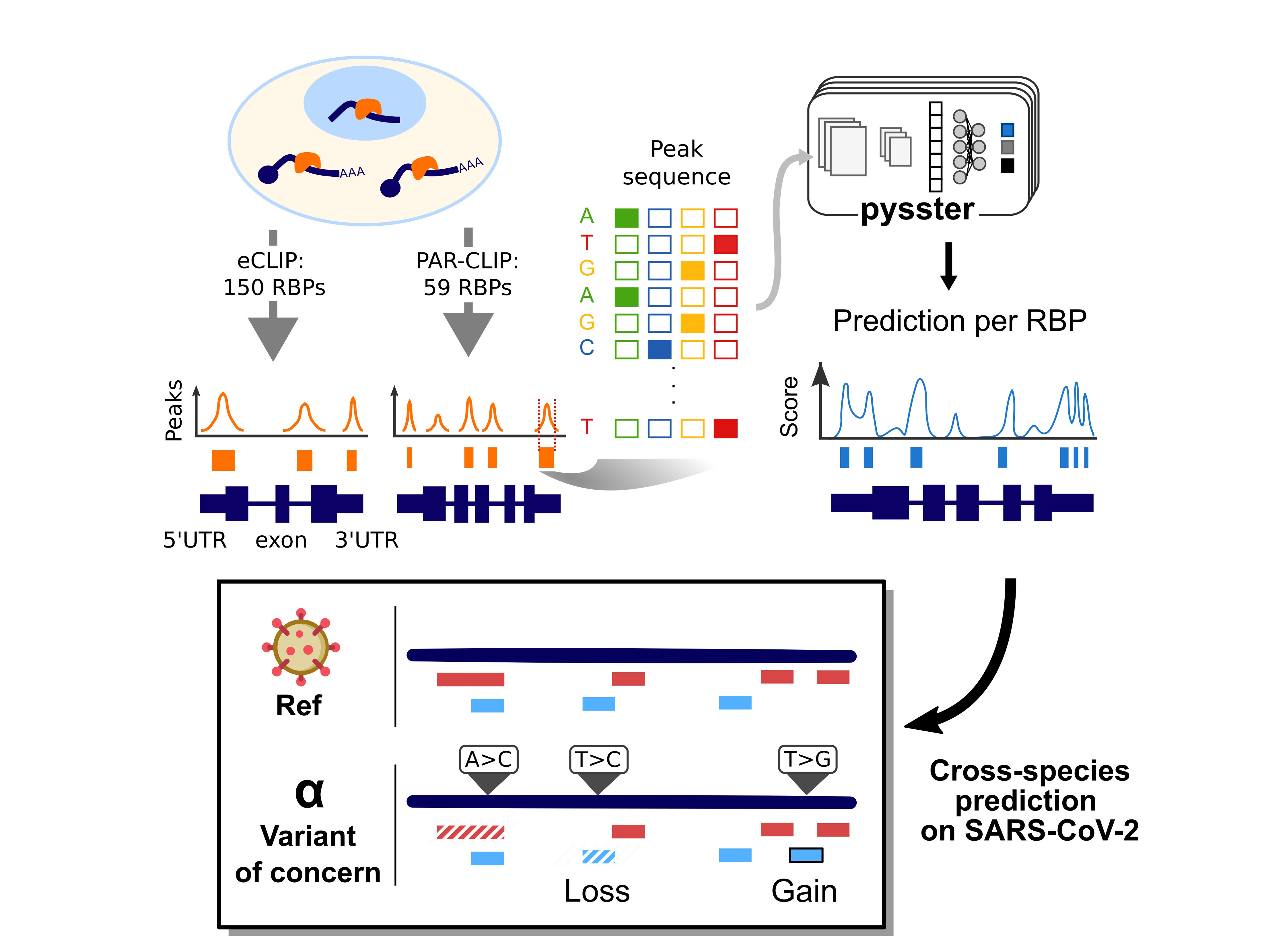 2023-02-22_MarsicoLab-website_SC2-project-illustration