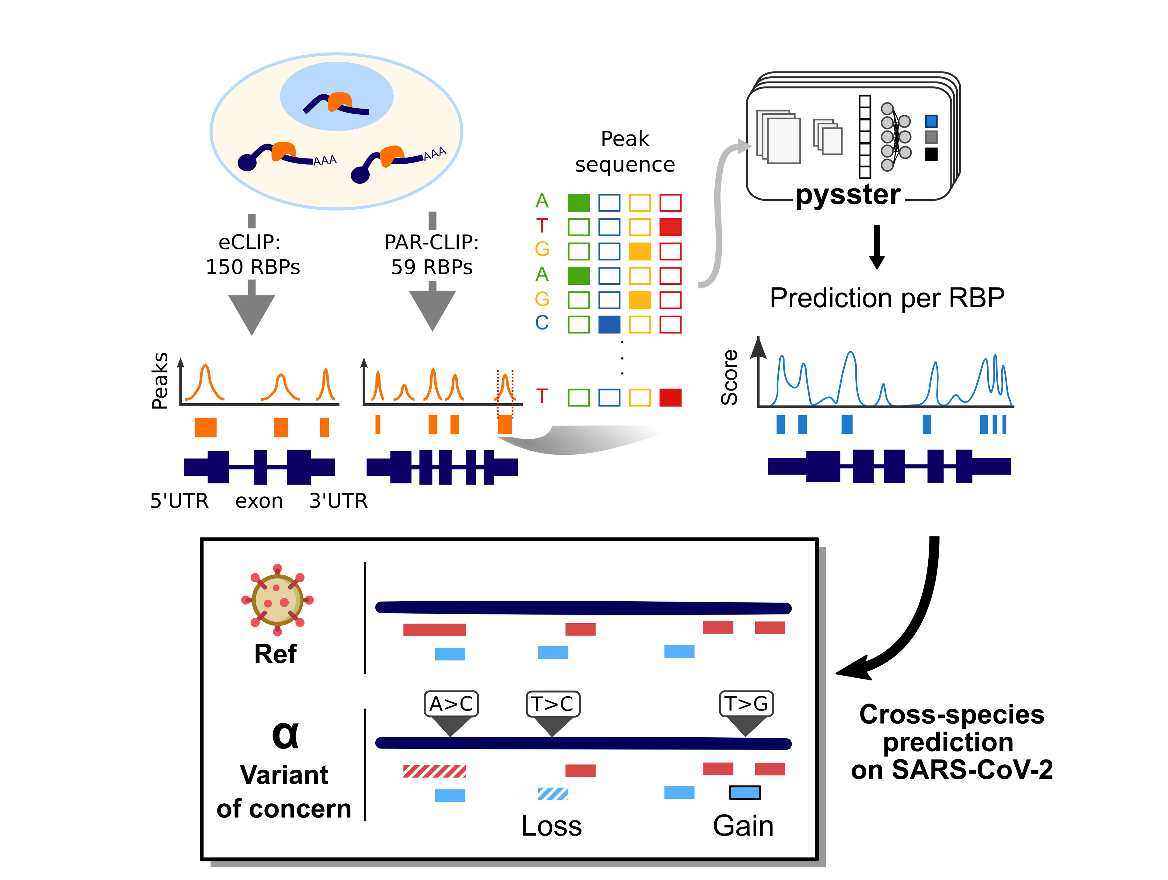 2023-02-22_MarsicoLab-website_SC2-project-illustration