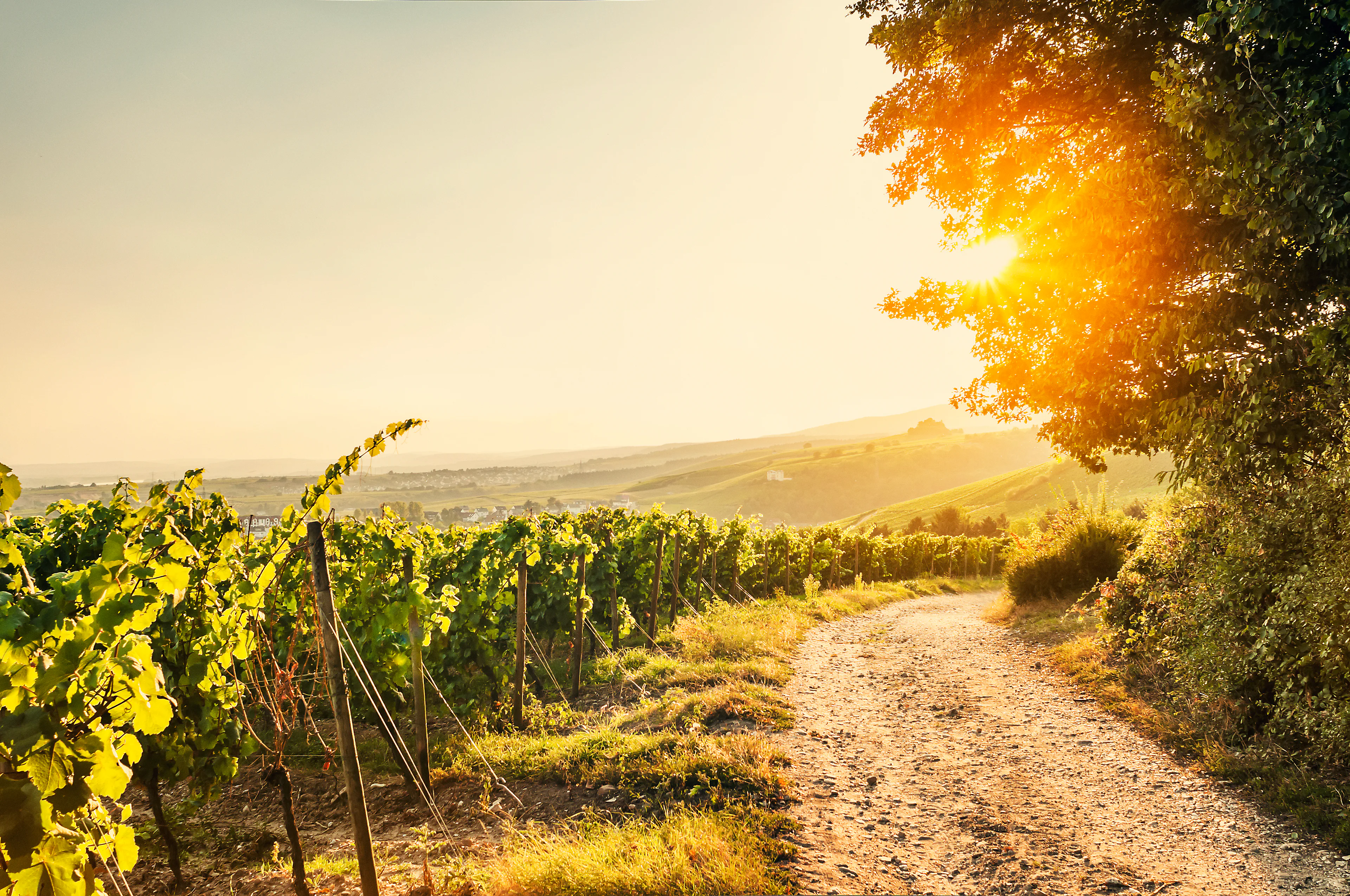 Titelbild Ein Feldweg entlang an Weinreben durch Rheinhessen an einem sonnigen Herbstnachmittag.