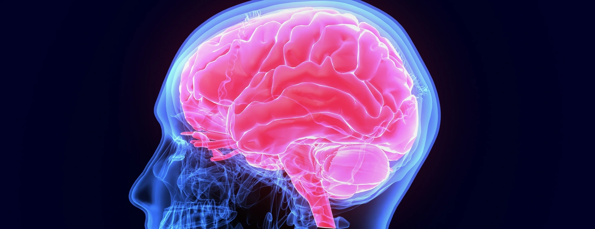 3d illustration of human body organ (brain anatomy)