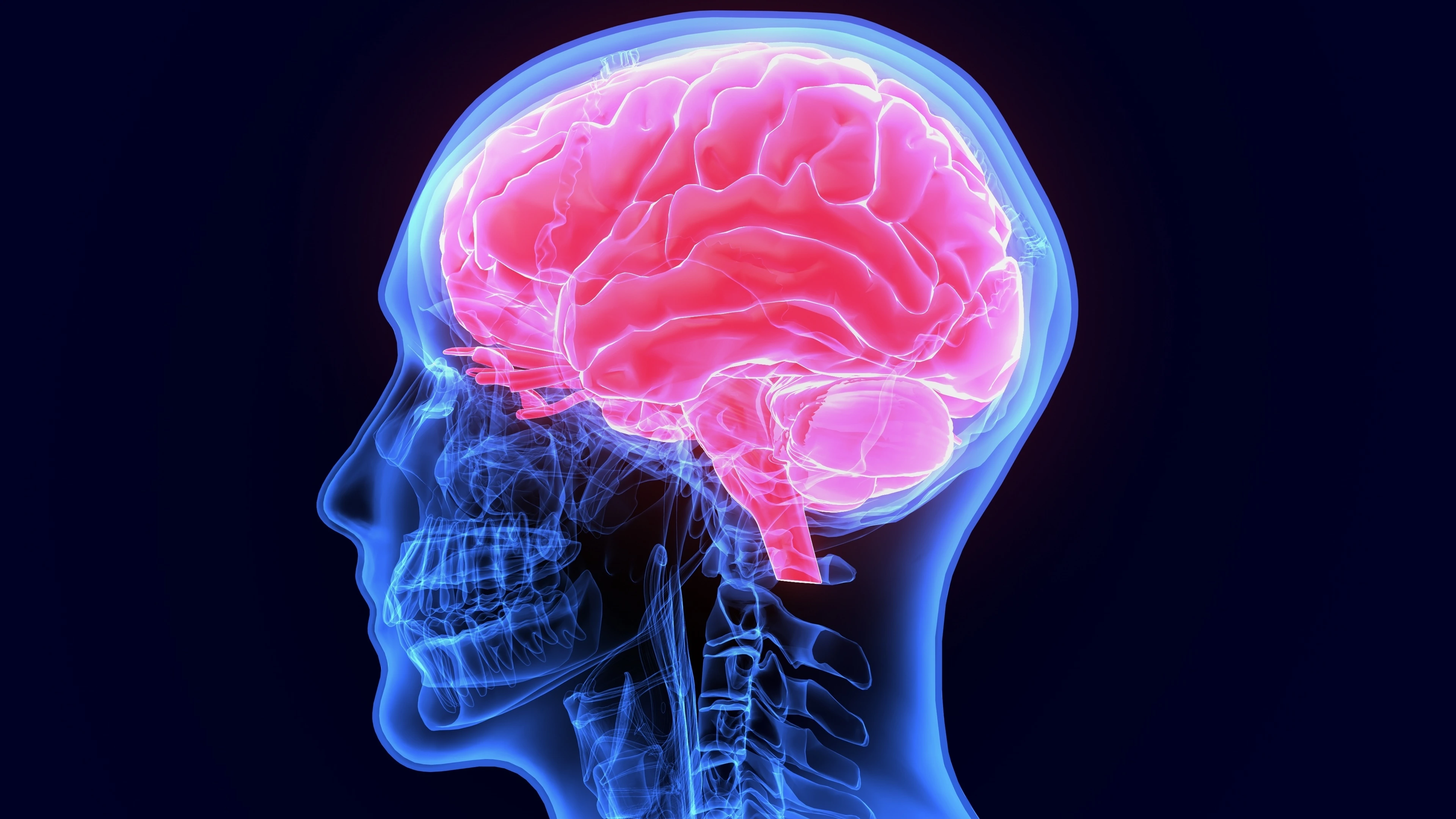 3d illustration of human body organ (brain anatomy)
