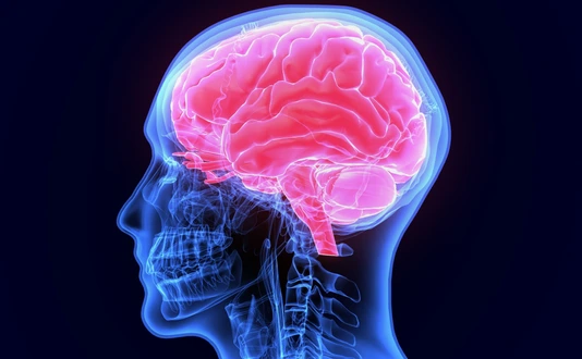 3d illustration of human body organ (brain anatomy)
