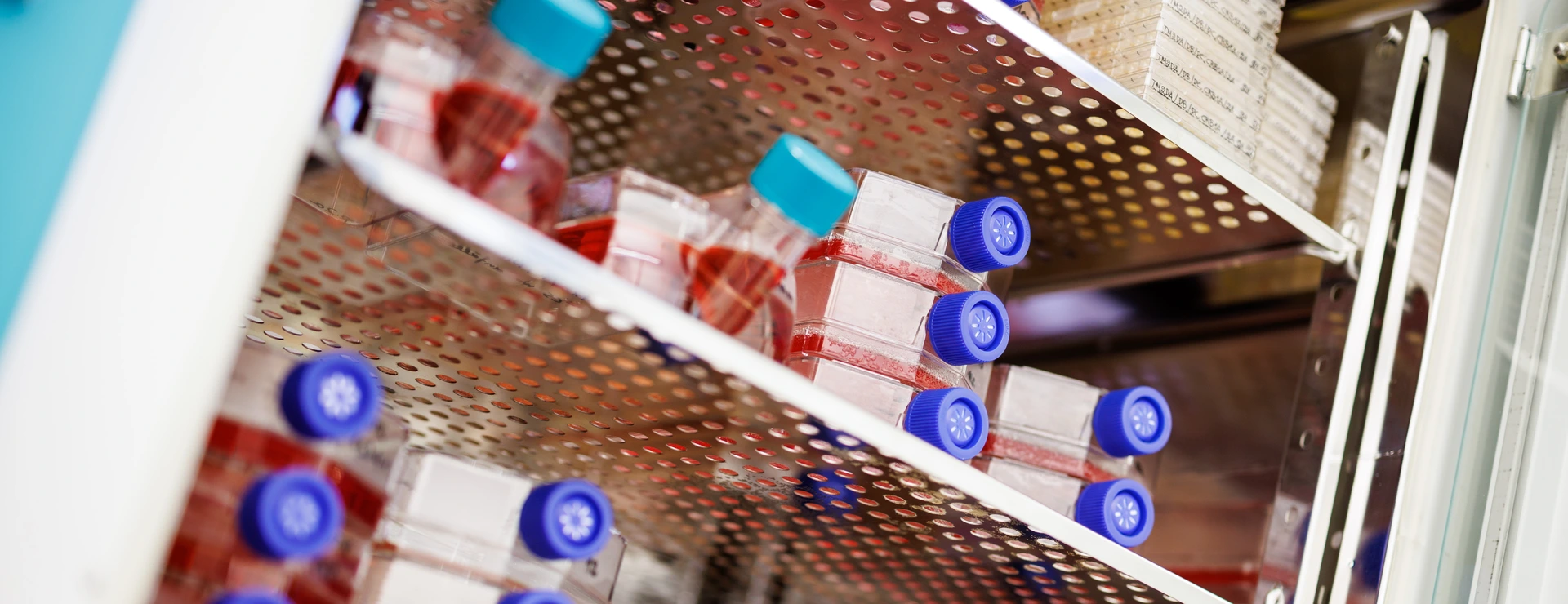 Cell culture flasks