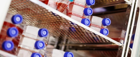 Cell culture flasks