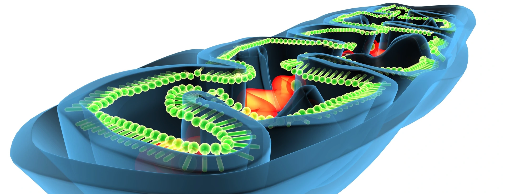 Mitochondria