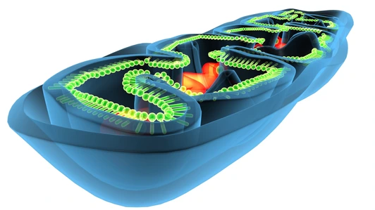 Mitochondria