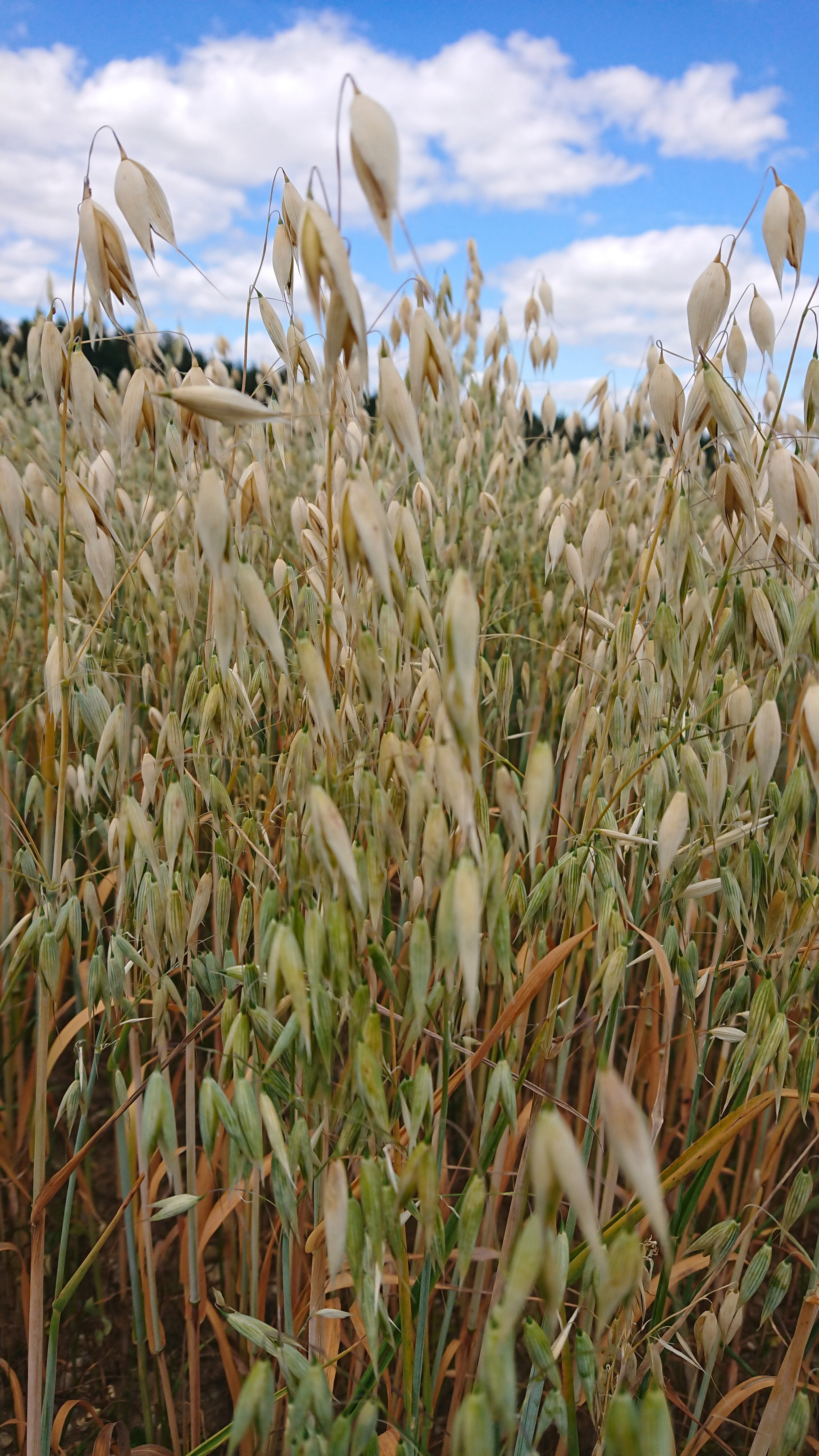 Oat field; Plant genomics is a key to sustainable and resilient agriculture.