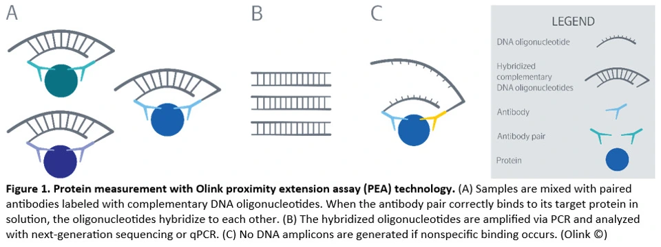Protein measurement with Olink proximity extension assay (PEA) technology_2024_09_09
