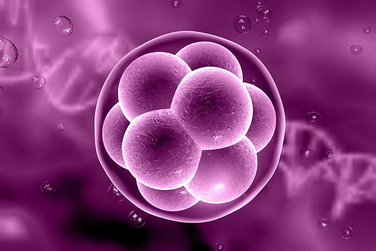 Human embryo on the stage of 16 cells on background with DNA