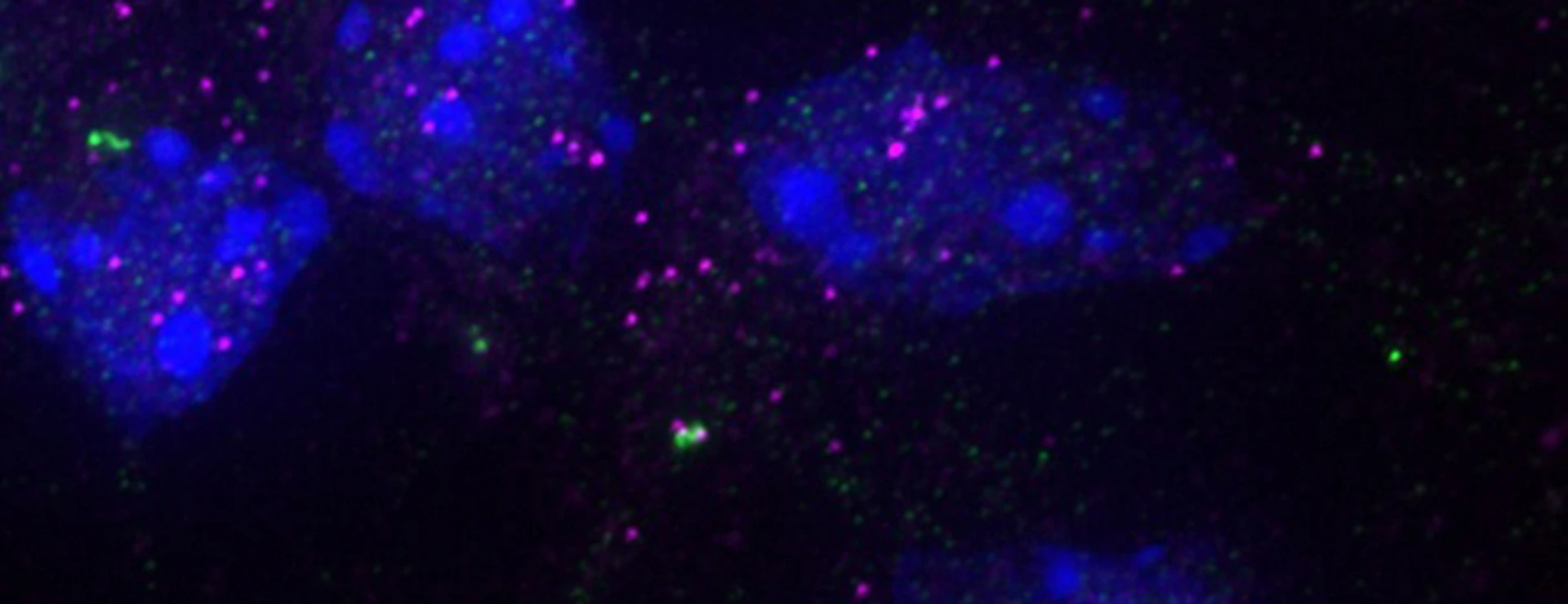 Image of specific RNAs (magenta) at the centrosome (green) in mouse cortex cells. The cell nucleus is labeled in blue.