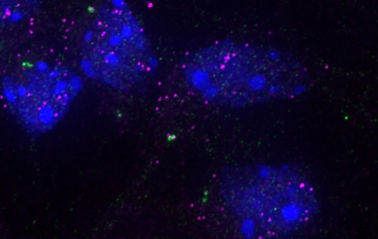 Image of specific RNAs (magenta) at the centrosome (green) in mouse cortex cells. The cell nucleus is labeled in blue.
