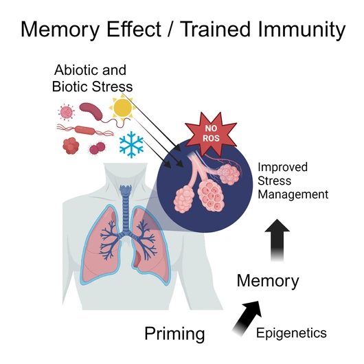 Graphic Trained Immunity Lindermayr Lab LHI