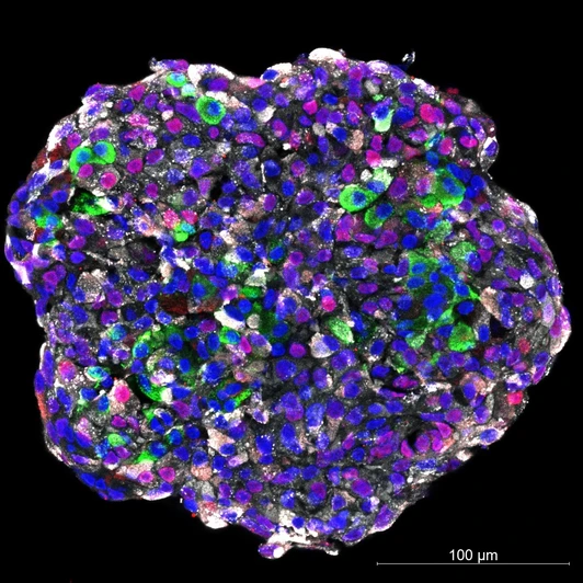 Beta Cells Human Stern Cell-Derived Islet-Like Cluster, IDR