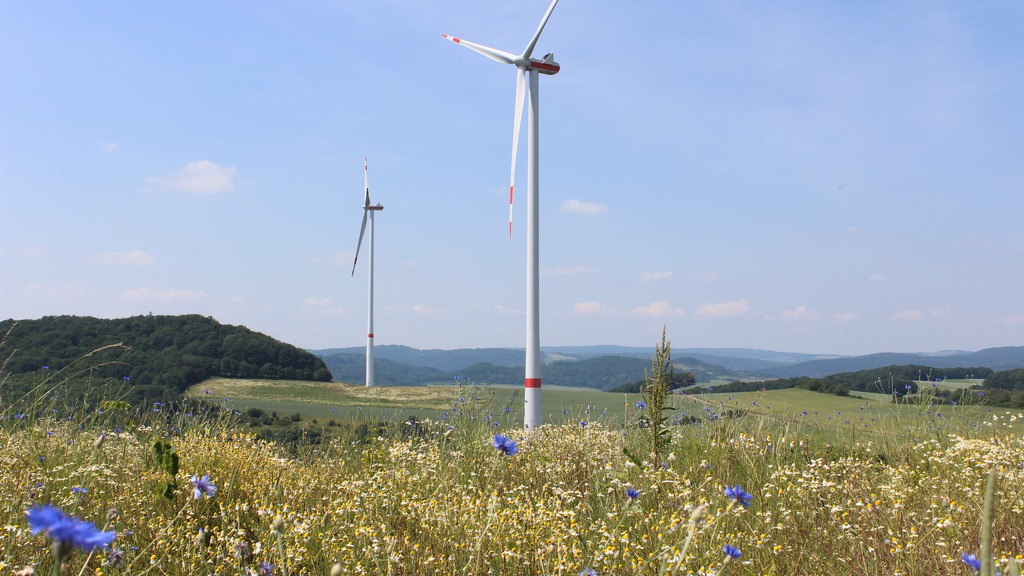 Windpark Bedesbach Blumenwiese
