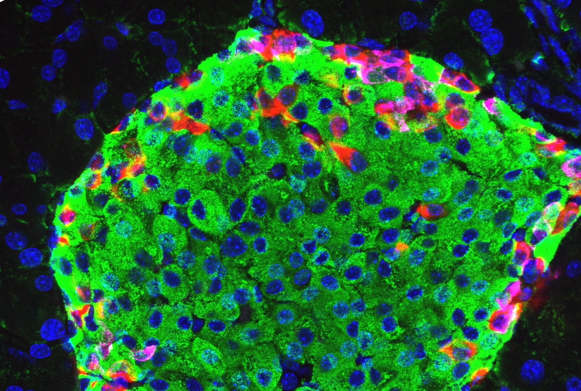 IsletArchitectureWT_1