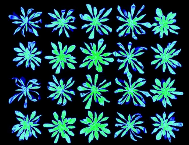 Arabidopsis PSI fluorescence