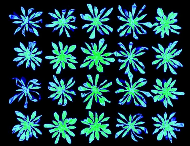 Arabidopsis PSI fluorescence