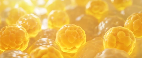 adipocytes