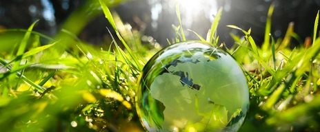 Green glass globe with green leaves and morning sunlight.