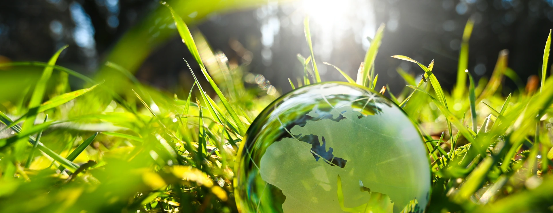 Green glass globe with green leaves and morning sunlight.