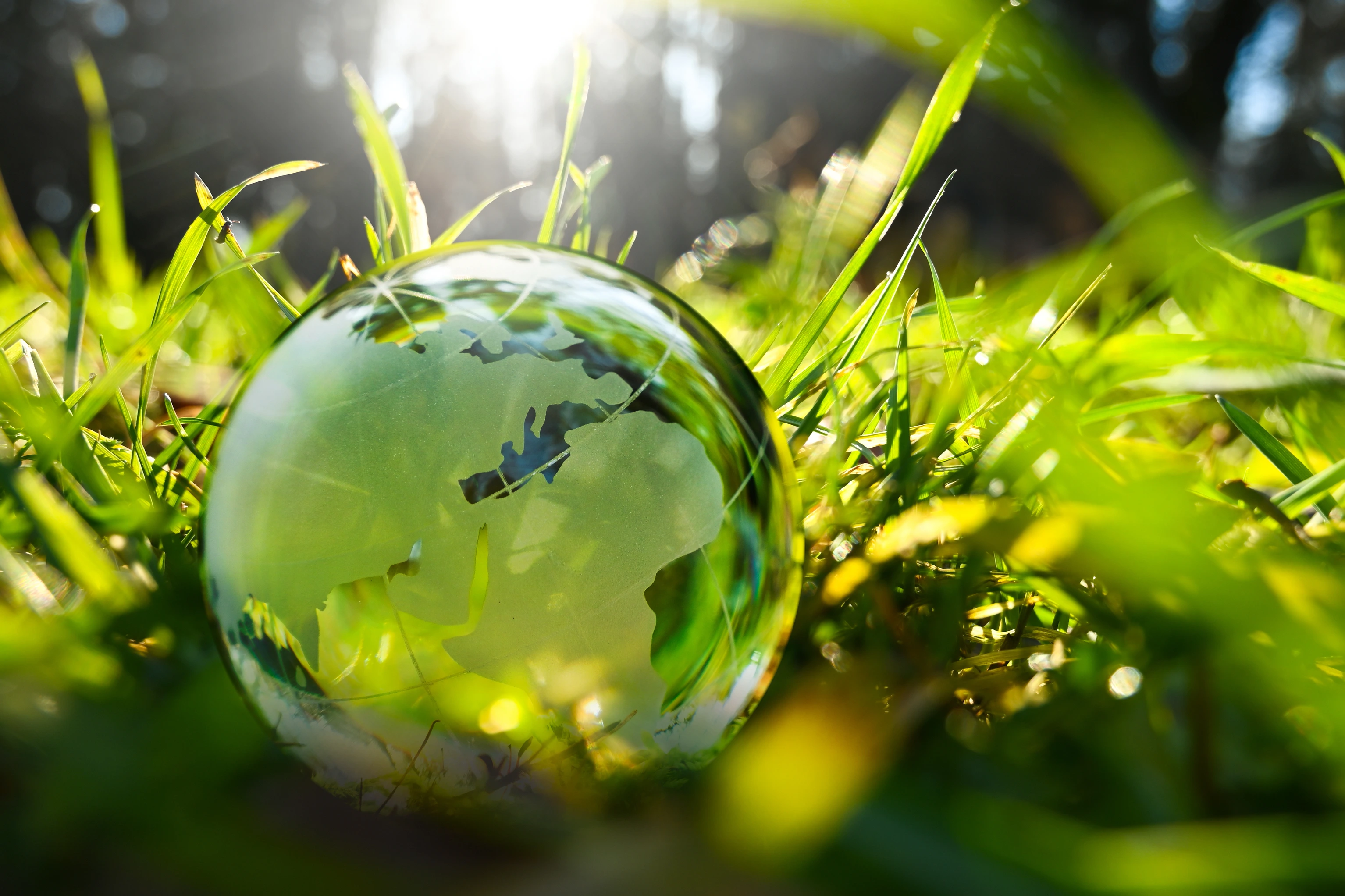 Green glass globe with green leaves and morning sunlight.