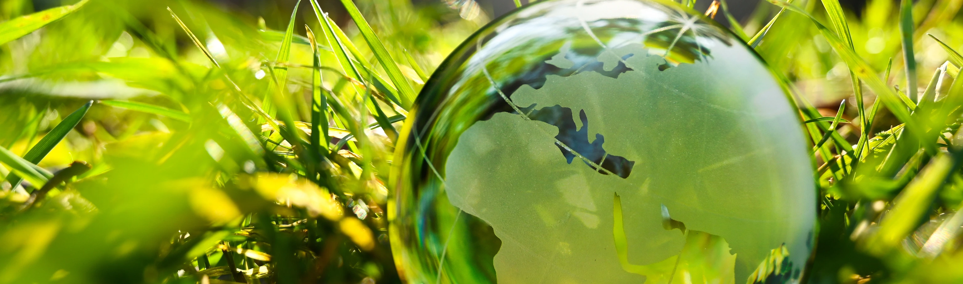 Green glass globe with green leaves an d morning sunlight - sustainable environment.