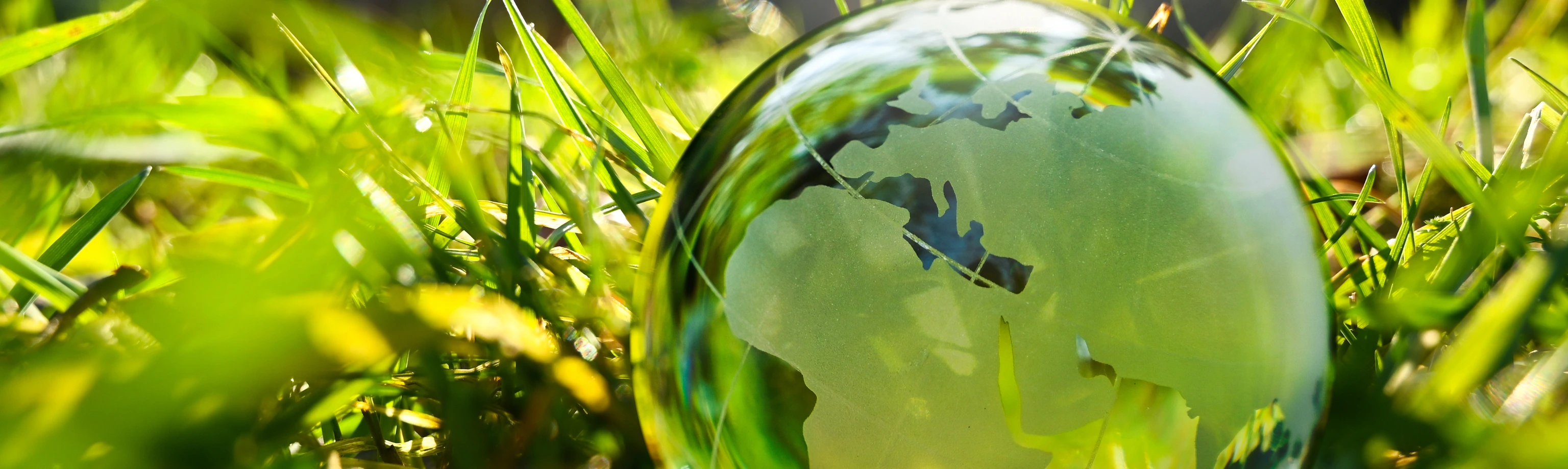 Green glass globe with green leaves an d morning sunlight - sustainable environment.
