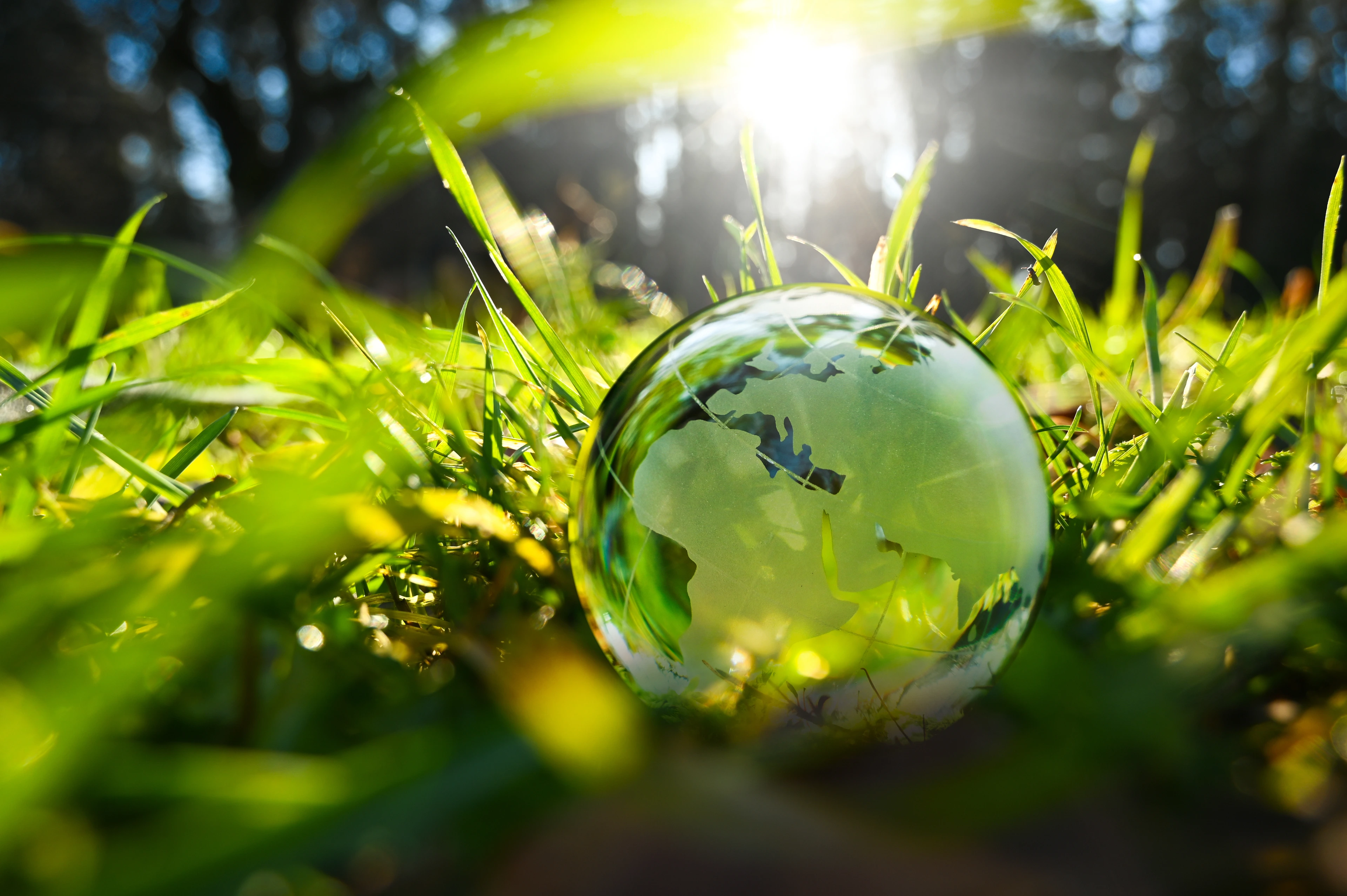 Green glass globe with green leaves and morning sunlight.