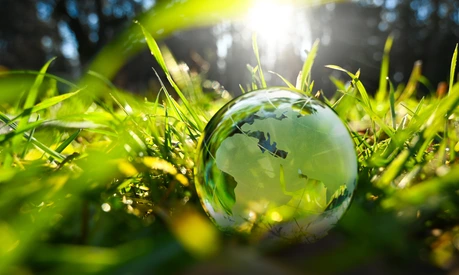 Green glass globe with green leaves and morning sunlight.