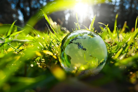 Green glass globe with green leaves and morning sunlight.