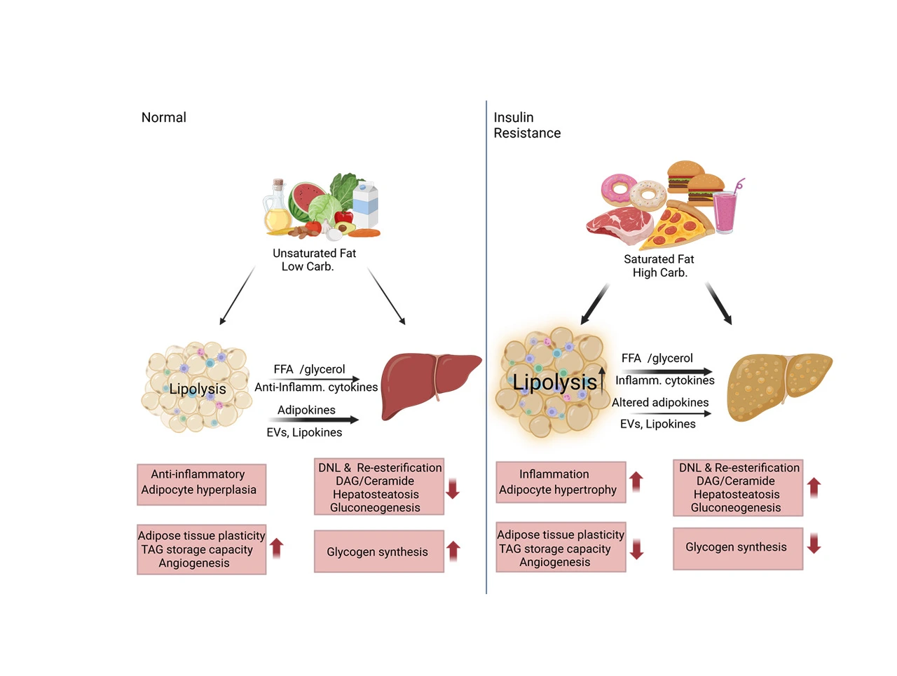 Sancar_Endocrinology_2024_Creative_Commons