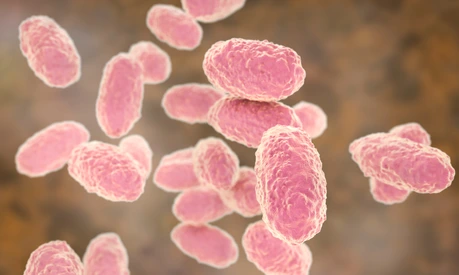 Bordetella pertussis