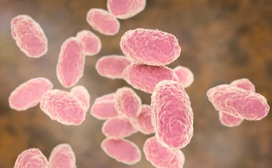 Bordetella pertussis
