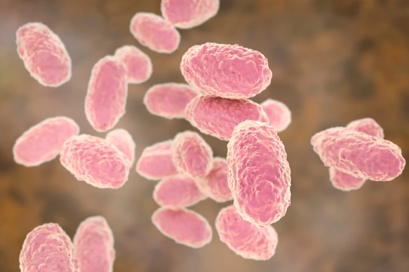 Bordetella pertussis