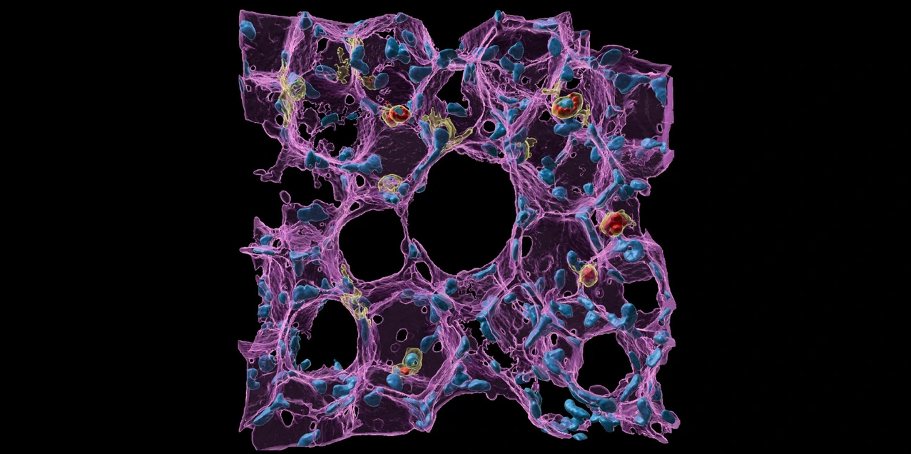 Lung health and immunity by Lin Yang HI_Website-News-images_BSIC2023_Winner_Main-Image