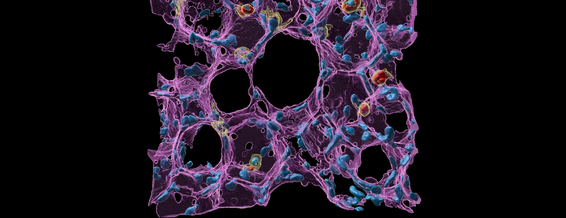 Lung health and immunity by Lin Yang HI_Website-News-images_BSIC2023_Winner_Main-Image